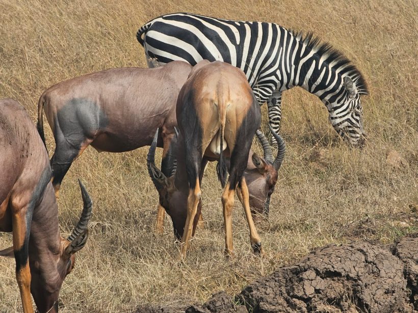 15 Days Kenya Explorer Safari