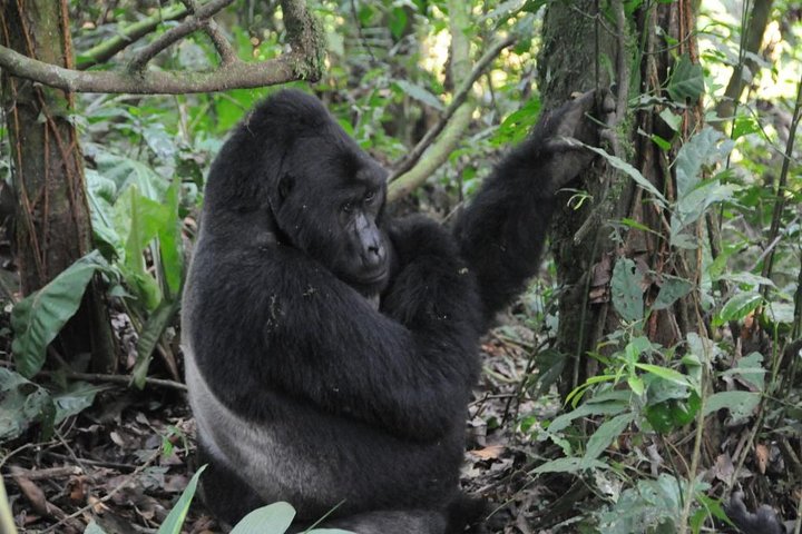 Gorilla Tracking And Maasai Mara Safaris